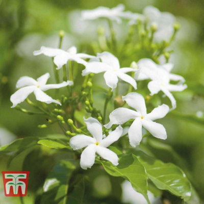 Thompson & Morgan Jasminum (Jasmine) Officinale 9Cm Pot X 2 from B&Q