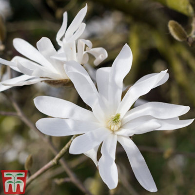 Thompson & Morgan Magnolia Stellata 9Cm Potted Plant  X 1 from B&Q