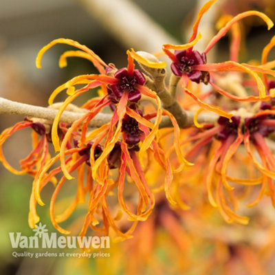 Thompson & Morgan Hamamelis X Intermedia (Witch Hazel) Jelena 9Cm Pot X 2 from B&Q