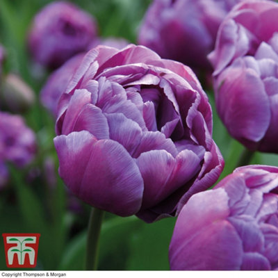 Thompson & Morgan Tulip 'blue Diamond' Pack Of 32 Bulbs