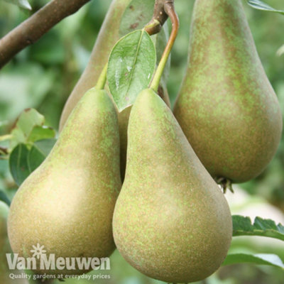 Thompson & Morgan Pear (Pyrus) Conference Patio Standard (Quince C) 5L Potted Plant X 2 from B&Q
