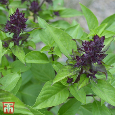 B&Q -  Herb Basil Siam Queen 1 Seed Packet (75 Seeds)