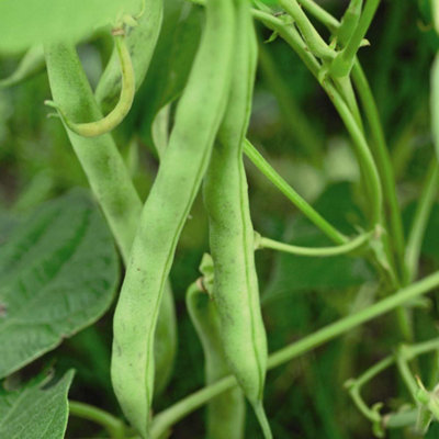Thompson & Morgan Dwarf Bush Bean Tendergreen 1 Seed Packet from B&Q