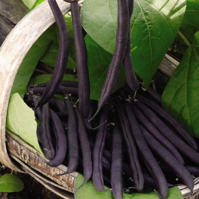 Thompson & Morgan Dwarf Bush Bean Purple Teepee 1 Seed Packet from B&Q