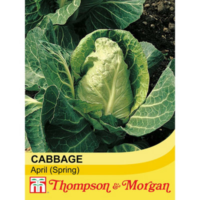 Thompson & Morgan Cabbage April 1 Seed Packet (300 Seeds) from B&Q