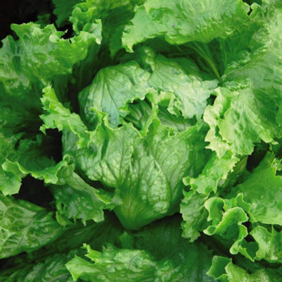 Thompson & Morgan Lettuce Webbs Wonderful 1 Seed Packet from B&Q