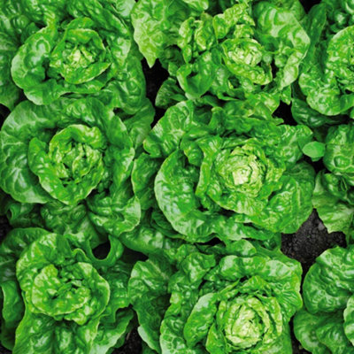Thompson & Morgan Lettuce (Butterhead) Tom Thumb 1 Seed Packet from B&Q