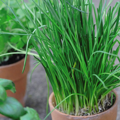 Thompson & Morgan Herb Chives 1 Seed Packet (500 Seeds) from B&Q