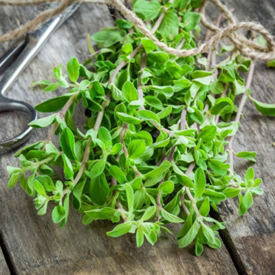 Thompson & Morgan Herb Marjoram Sweet 1 Seed Packet (750 Seeds) from B&Q
