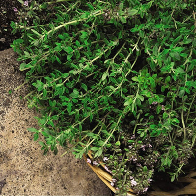 B&Q -  Herb Thyme Old English 1 Seed Packet