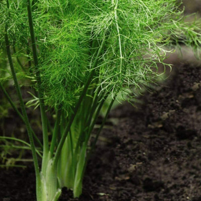 Thompson & Morgan Herb Fennel 1 Seed Packet (250 Seeds) from B&Q