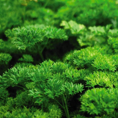 Thompson & Morgan Herb Parsley Champion 1 Seed Packet (750 Seeds) from B&Q
