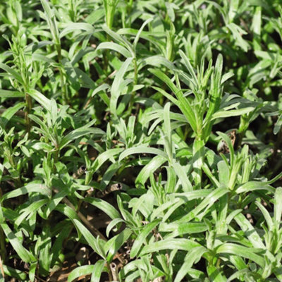 Thompson & Morgan - Russian Tarragon Herb Seeds - 350 Seeds - Image 4