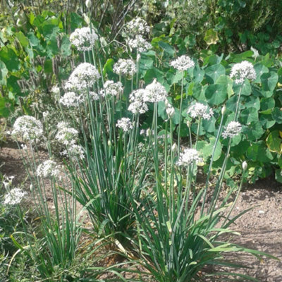 Thompson & Morgan Herb Garlic Chives 1 Seed Packet from B&Q