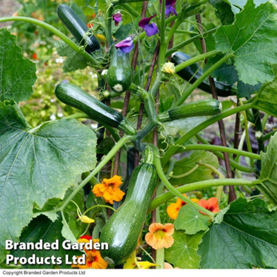 Thompson & Morgan Black Courgette Forest F1 Hybrid Seed Packet (4 Seeds) Size 1