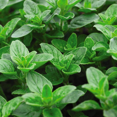 Thompson & Morgan Herb Oregano 1 Seed Packet (1500 Seeds) from B&Q