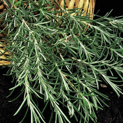 Thompson & Morgan Herb Rosemary 1 Seed Packet (100 Seeds)