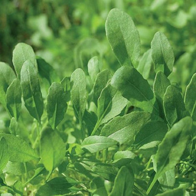 Thompson & Morgan Herb Rocket Discovery 1 Seed Packet from B&Q