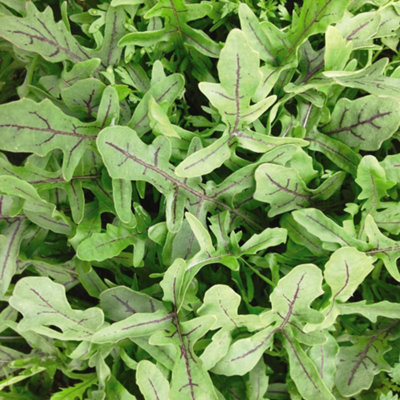Thompson & Morgan Salad Leaves Rocket Dragons Tongue 1 Seed Packet Dark/Green/Purple