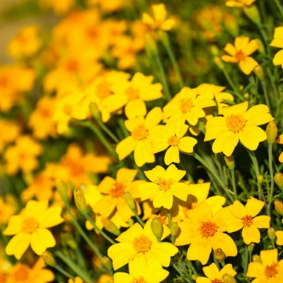 Thompson & Morgan Tagetes Golden Gem 1 Seed Packet from B&Q