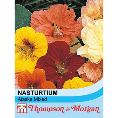 Thompson & Morgan Nasturtium Alaska Mixed Seeds - Orange Blooms - 30 Seeds - Image 4