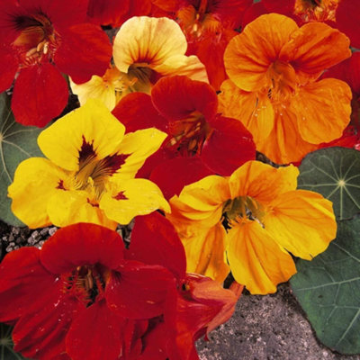 Thompson & Morgan Nasturtium Double Gleam Mixed 1 Packet (30 Seeds) from B&Q