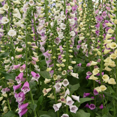 Thompson & Morgan Foxglove Foxy 1 Packet (1500 Seeds) from B&Q