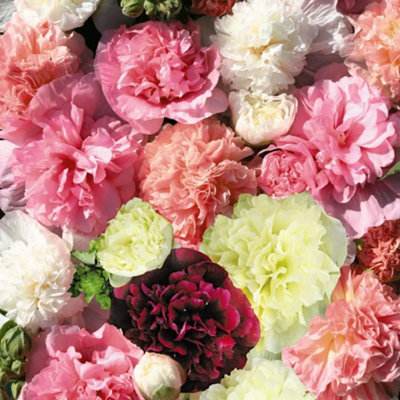 Thompson & Morgan Hollyhock Powder Puffs Mixed 1 Packet (50 Seeds)