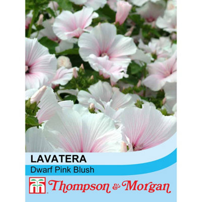 Thompson & Morgan Lavatera Dwarf Blush 1 Seed Packet (80 Seeds) Pink