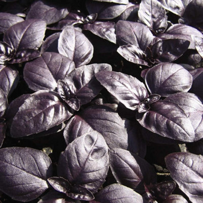 B&Q -  Herb Basil Crimson King 1 Seed Packet (150 Seeds