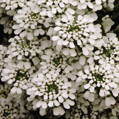 Thompson & Morgan Candytuft Giant Hyacinth Flowered 1 Seed Packet (300 Seeds)