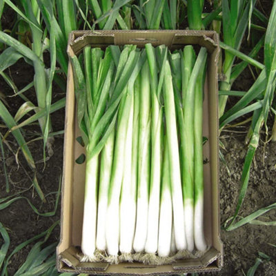 Thompson & Morgan Leek Bulgaarse ReuzenLincoln 1 Seed Packet from B&Q