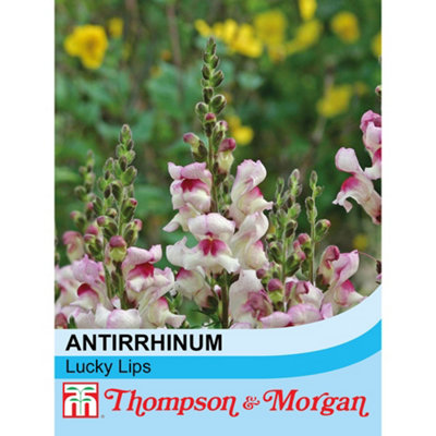 Thompson & Morgan Antirrhinum Majus Lucky Lips 1 Seed Packet (200 Seeds) from B&Q
