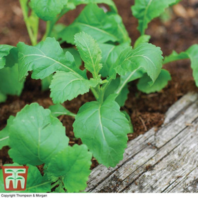 Thompson & Morgan Wasabi Rocket 1 Seed Packet (500 Seeds) from B&Q