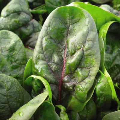 Thompson & Morgan Spinach Veined 1 Seed Packet Red