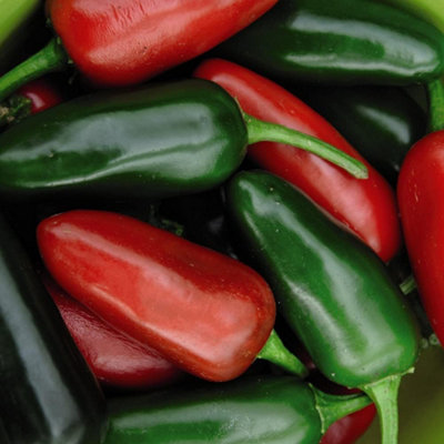 Thompson & Morgan Dark/Green/Red Chilli Pepper Jalapeno Seed Packet (20 Seeds) Size 1