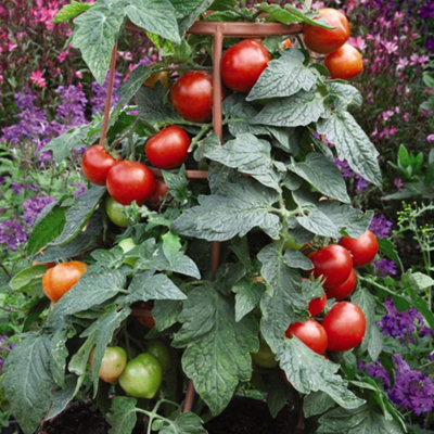 Thompson & Morgan Tomato Divinity Seed Packet (6 Seeds) - Blight Resistant Variety Size 1 B&Q
