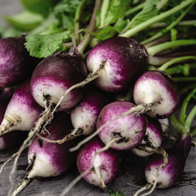 Thompson & Morgan Radish Diana 1 Seed Packet (350 Seeds)