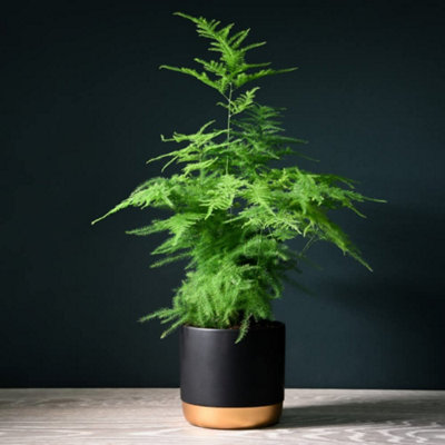 B&Q -  Asparagus Fern 1 Seed Packet (Approx 250 Seeds)