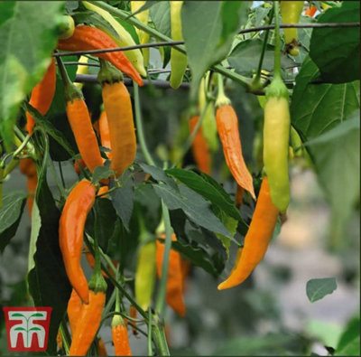 Thompson & Morgan Pepper Chilli Havana Gold 1 Seed Packet from B&Q