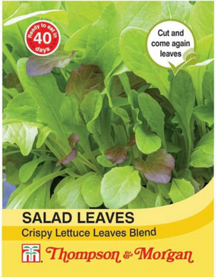 Thompson & Morgan Salad LeavesCrispy Lettuce Blend 1 Seed Packet (500 Seeds) from B&Q