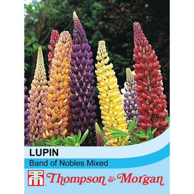 Thompson & Morgan Lupin Band Of Nobles Mixed 1 Packet (35 Seeds) from B&Q