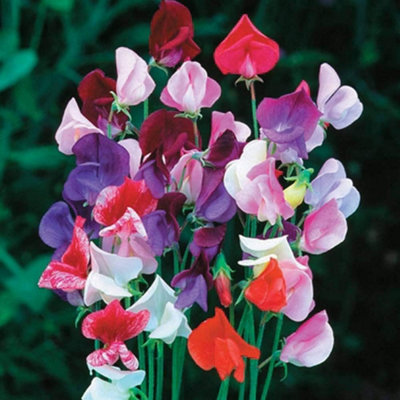 Thompson & Morgan Sweet Pea Heirloom Mix 1 Packet (20 Seeds) from B&Q