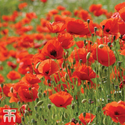Thompson & Morgan Poppy Flanders 1 Seed Packet (2000 Seeds) from B&Q