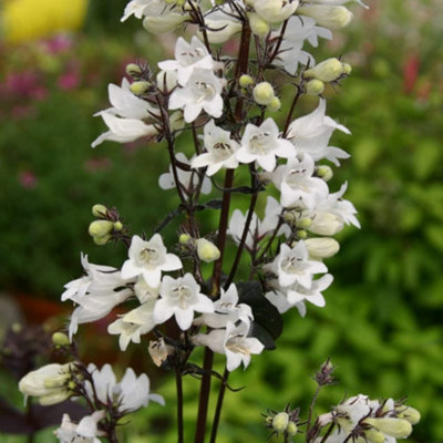 Thompson & Morgan Penstemon Huskers Red 1 Seed Packet (35 Seeds) from B&Q