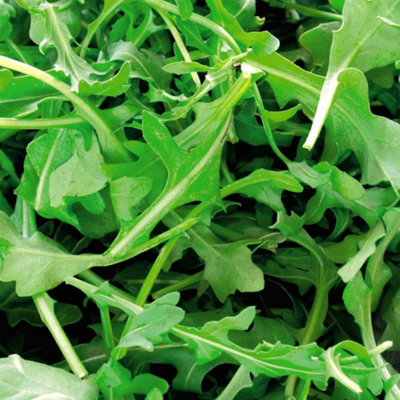 Thompson & Morgan Organic Herb Rocket Wild 1 Seed Packet 450 Seeds from B&Q
