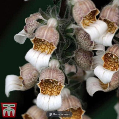 Thompson & Morgan Foxglove Digitalis Lanata Cafe Creme 1 Seed Packet (100 Seeds) from B&Q