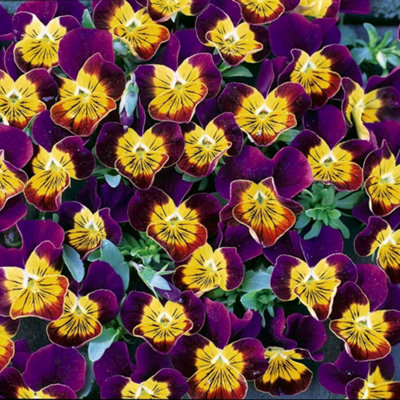 Thompson & Morgan Viola Miniola Purple Heart 1 Packet (50 Seeds) from B&Q