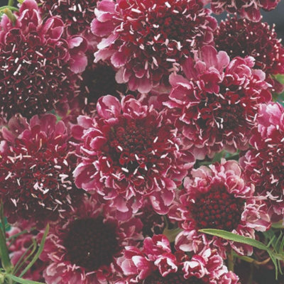 Thompson & Morgan Scabiosa Beaujolais Bonnets SeedsHardy Perennial Pincushion Burgundy/raspberry Pink Nectar-Rich Borders/cut Flowers 40 Seeds from B&Q