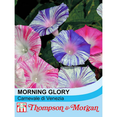 Thompson & Morgan Morning Glory Carnevale Di Venezia 1 Seed Packet (35 Seeds) from B&Q